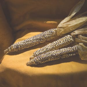 Eagle corn was renewed in 2005 when Ronnie O'Brien planted the last 25 kernels in the Echo-Hawk family's possession. (Prairie Fire and Ken Bouc/NEBRASKAland Magazine)